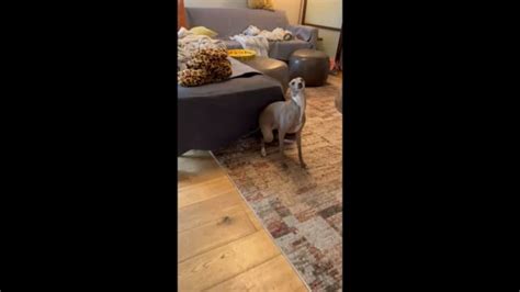 butt roccos fucks best