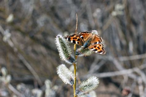Butterflies Hibernate In Winter