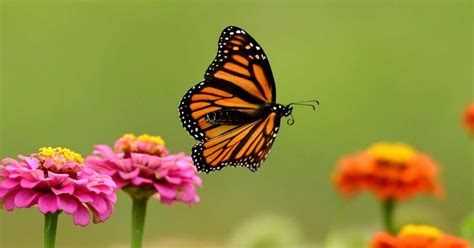 Butterflies Not Flying