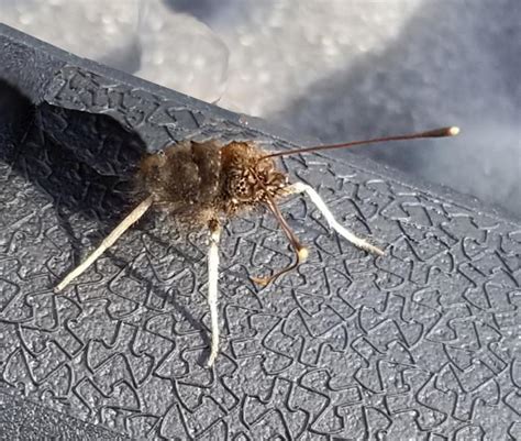 Butterflies Without Wings