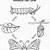 butterfly life cycle coloring pages
