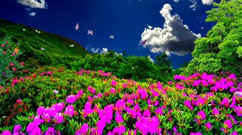 Butterfly Background Video Effects Hd