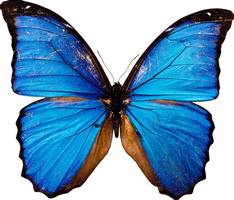butterfly blue png