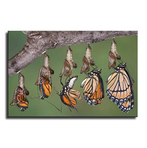 Butterfly Cocoon Gift