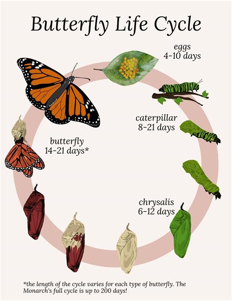 Butterfly Cycle Days