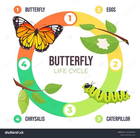 Butterfly Cycle Stages