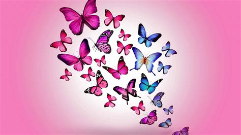 butterfly drawing background