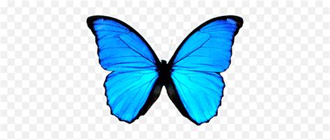 butterfly emoji blue copy and paste