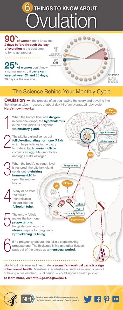 Butterfly Feeling During Ovulation