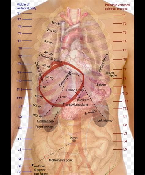 Butterfly Feeling Under Ribs