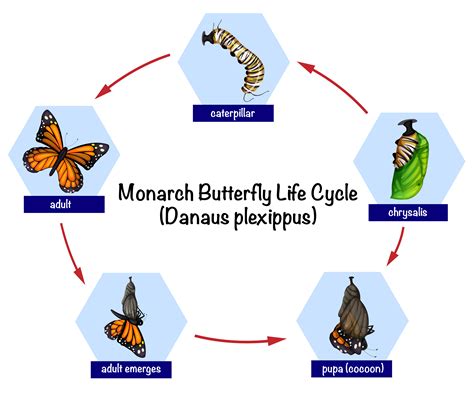 Butterfly For Evolution
