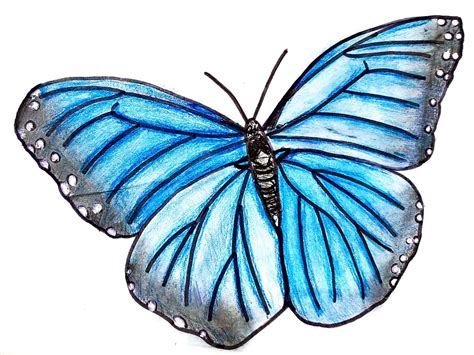 butterfly images drawing