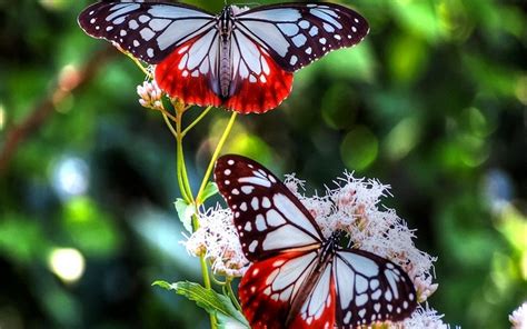 butterfly images free download