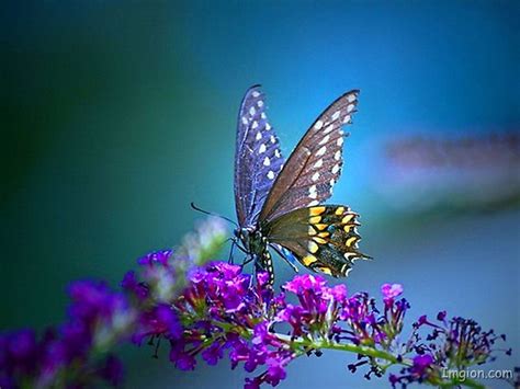 butterfly images hd wallpaper dp