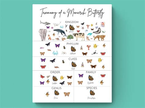 Butterfly Kingdom Phylum Class