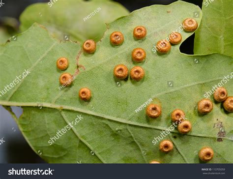 Butterfly Lay Eggs Underside Leaves