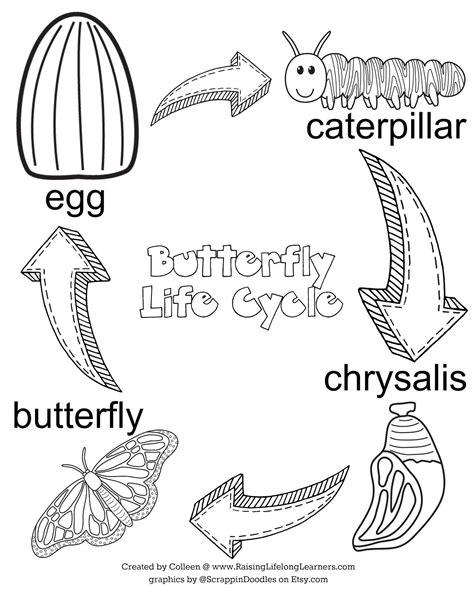 butterfly life cycle for kids printable