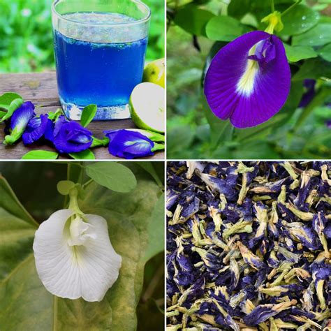 Butterfly Pea Flower Bunnings