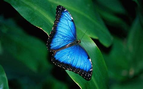 butterfly pictures hd