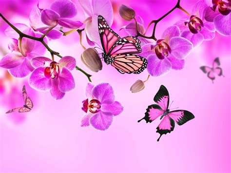 Butterfly Pink Background