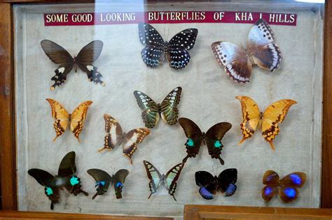 butterfly places near birmingham