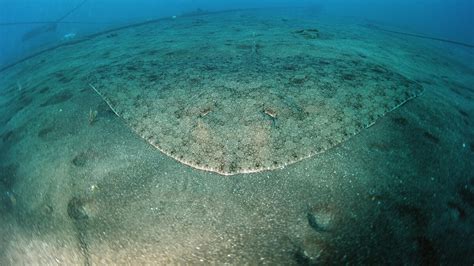 Butterfly Rays Description