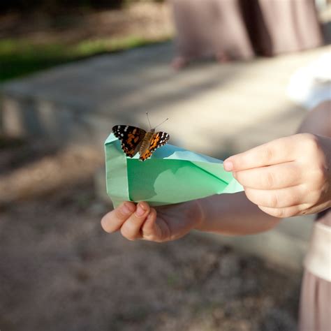 Butterfly Release Cost
