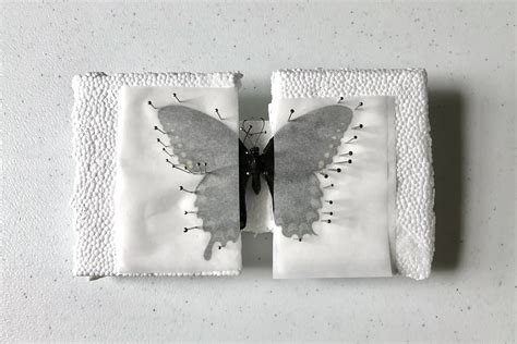 Butterfly Release Dead