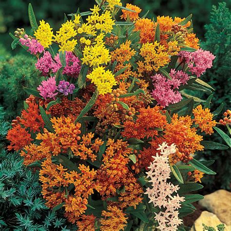 butterfly weed perennial