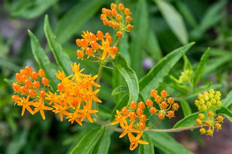 butterfly weed plant care