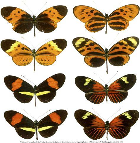 チョウの翅の模様と遺伝の関係