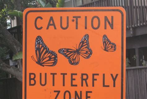 Butterfly Zone