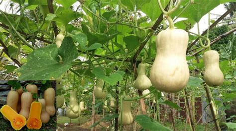 butternut pumpkin manfaat