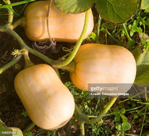 Butternut Squash Growing Uk