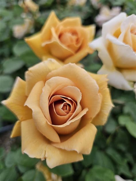 Butterscotch Rose