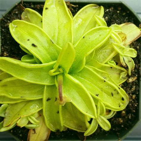 Butterwort Plant For Sale: A Comprehensive Guide In 2023