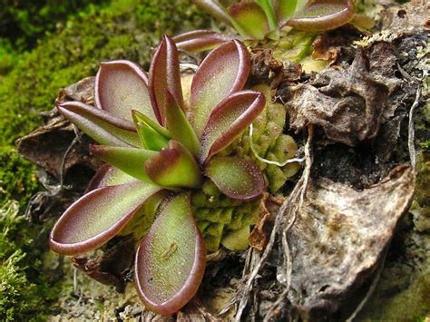 Butterwort Origin
