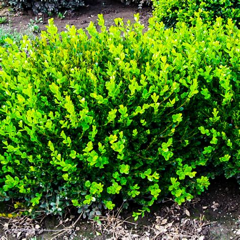 Buxus Winter Gem: Elevate Your Garden with Vibrant Evergreen Elegance