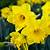 buy daffodil bulbs online australia