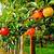 buy fruit trees online