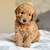 buy goldendoodle near me