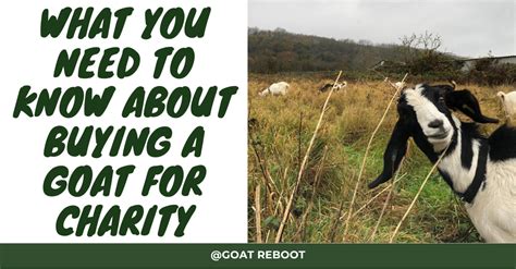 buy a goat charity