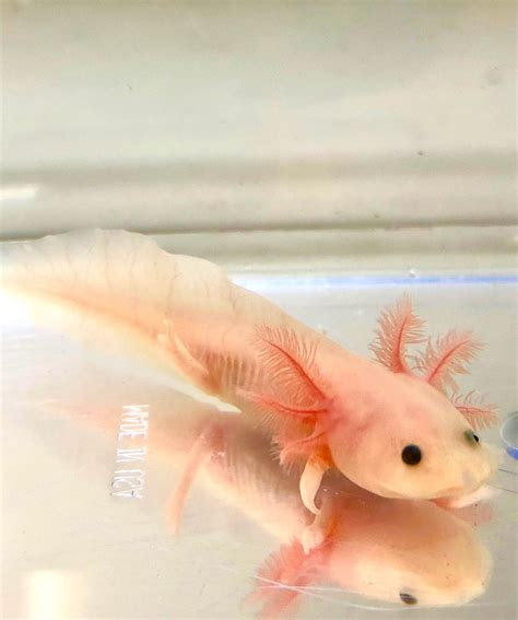 buy a pink axolotl