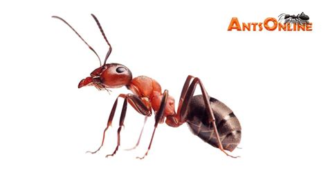 buy ants with queen online