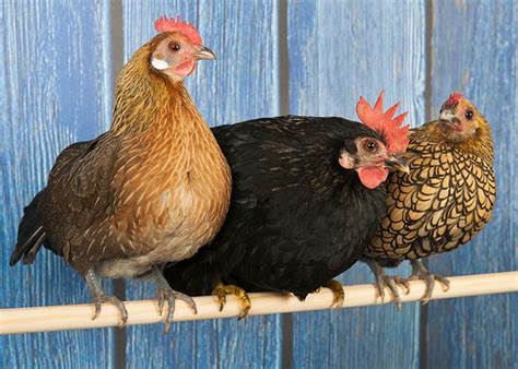 buy bantam chickens