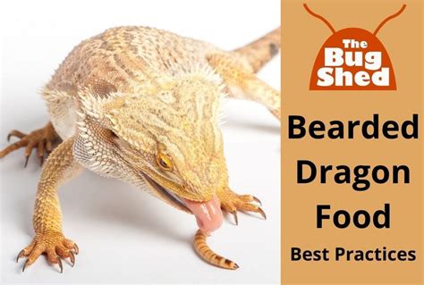 buy bearded dragon food online