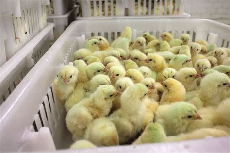 buy chicks from hatchery