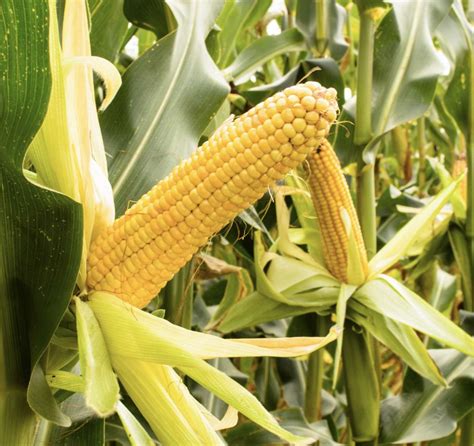 buy corn seeds online