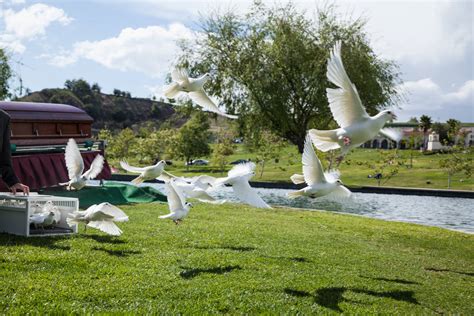 Buy Doves For Release