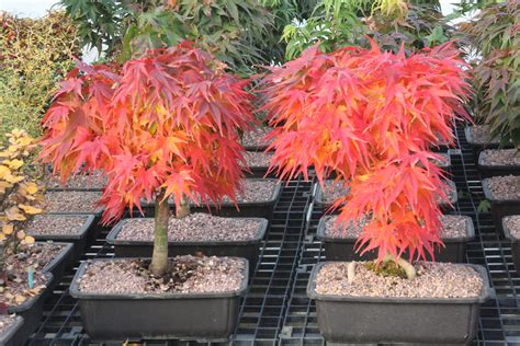 buy dwarf japanese maple seeds